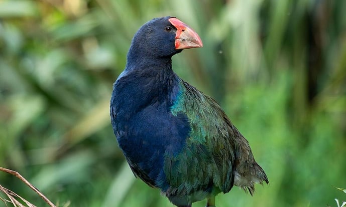 South Island takahe