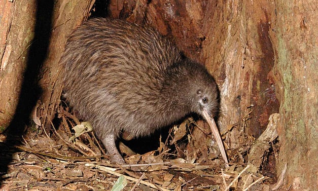 kiwi