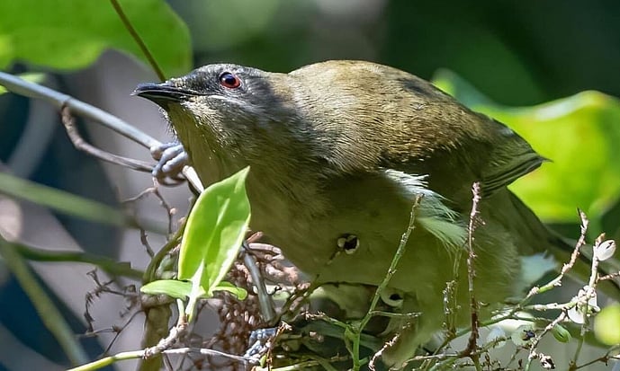 korimako - bellbird