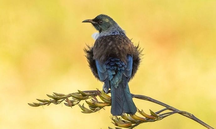 tui