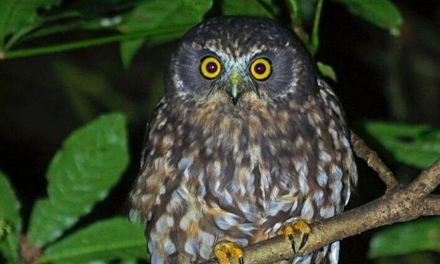 ruru - morepork