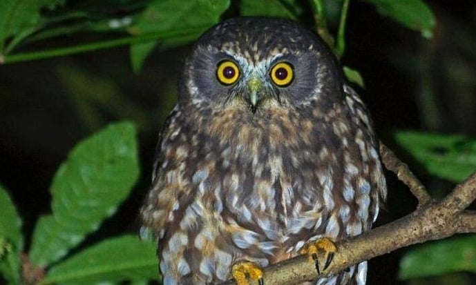 ruru - morepork