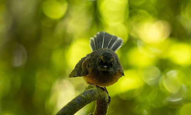 piwaiwaka - fantail