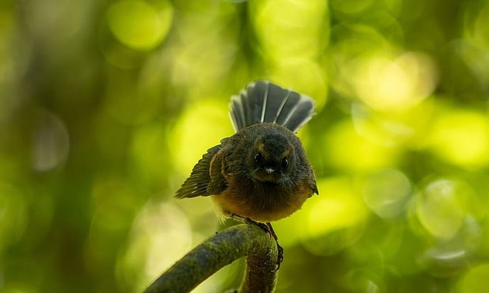 piwaiwaka - fantail