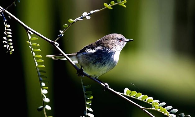 riroriro - grey warbler