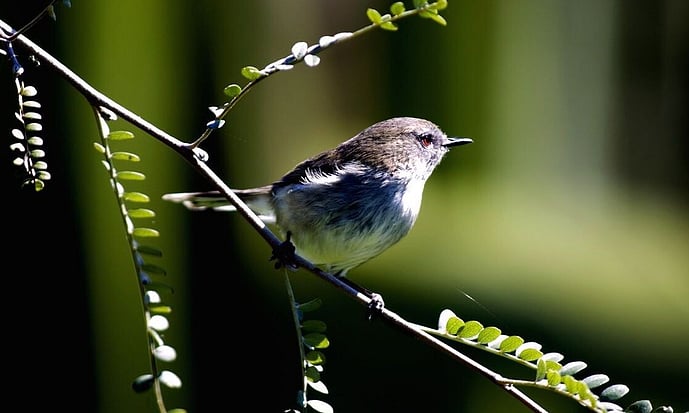 riroriro - grey warbler