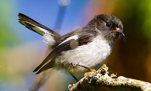 miromiro - tomtit