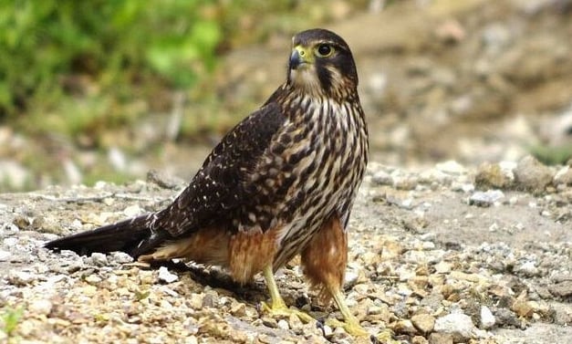 karearea - New Zealand falcon