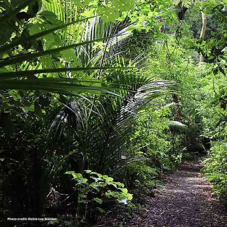Walking trail