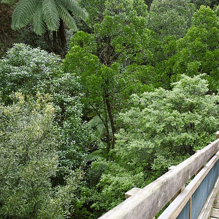Person on tower walking trail