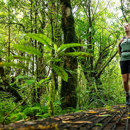 Hiking Over Maungatautari