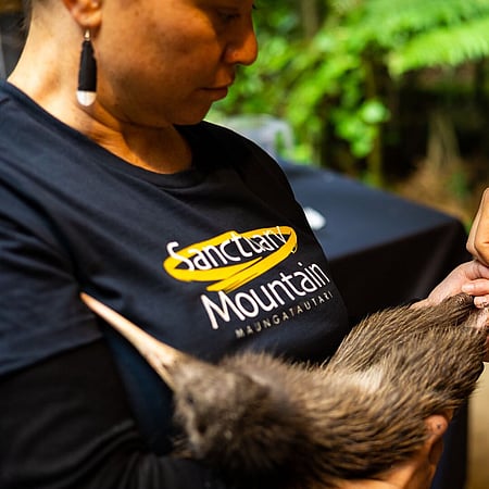 Kiwi held by accredited handler