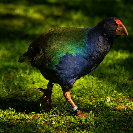 Secrets of the Tautari Wetland Takahe