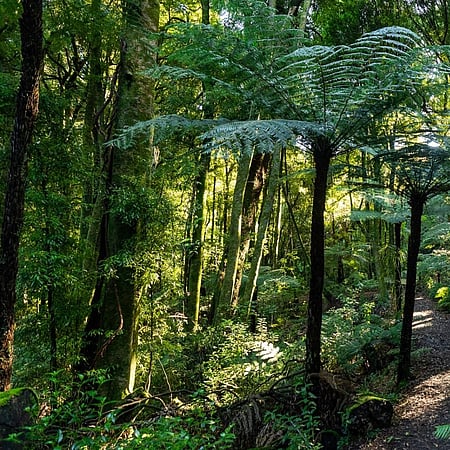 Ponga Track in the forest