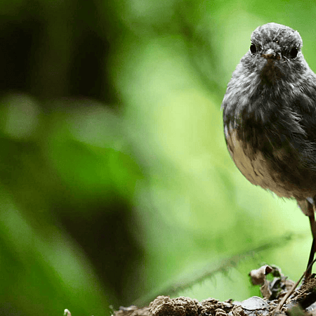 North Island Robin