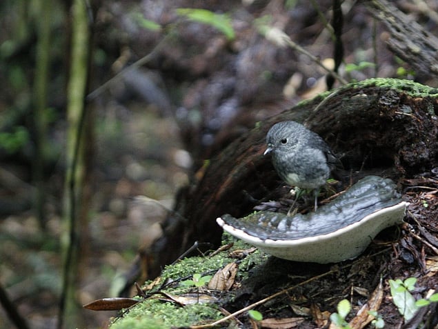 NI Robin and Bracket Fungi