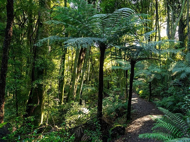 Ponga Track