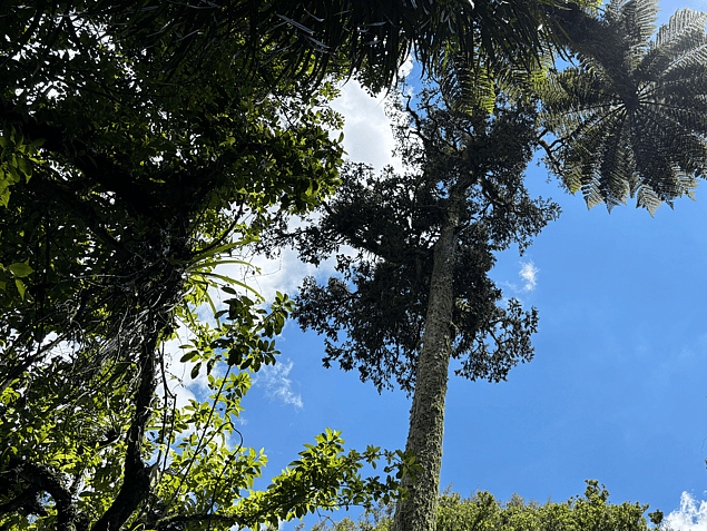 Rimu tree