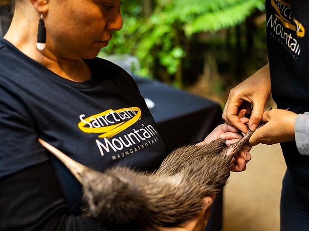 Kiwi held by accredited handler