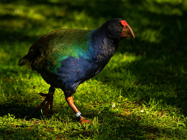 Secrets of the Tautari Wetland Takahe