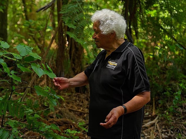 Rongoa rakau - an introduction to Maori herbal medicine