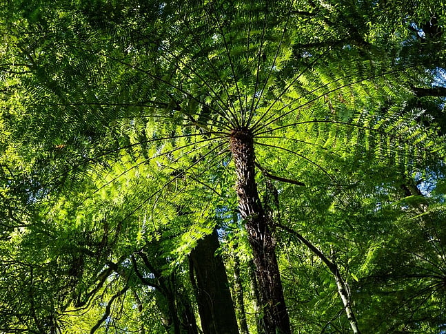 Tree Ferns