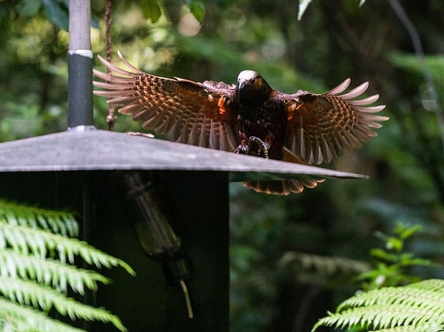 Kaka Flying Into Feeder