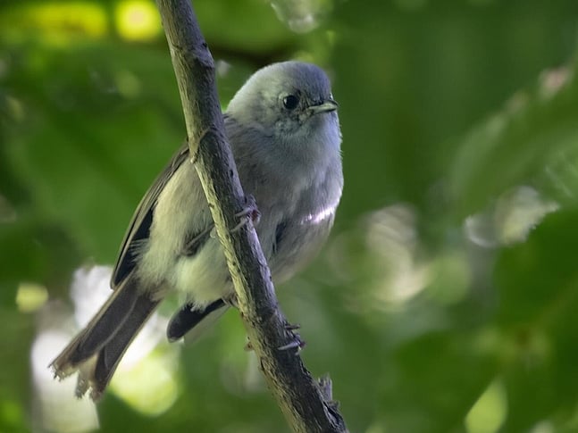 Whitehead bird