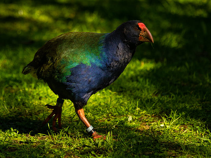 Secrets of the Tautari Wetland Takahe