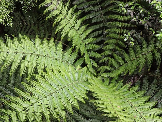 Silver Fern in the forest