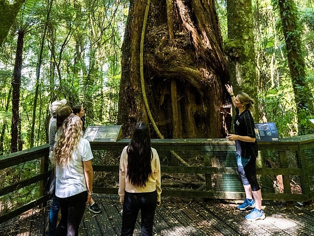 Guided Tour through the forest