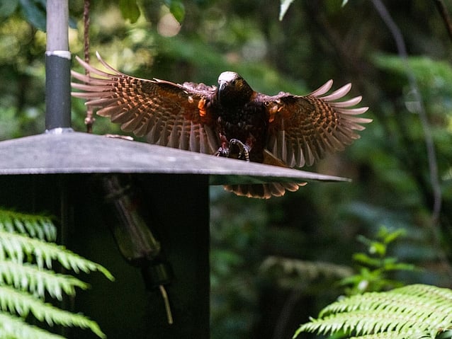Kaka flying into feeder