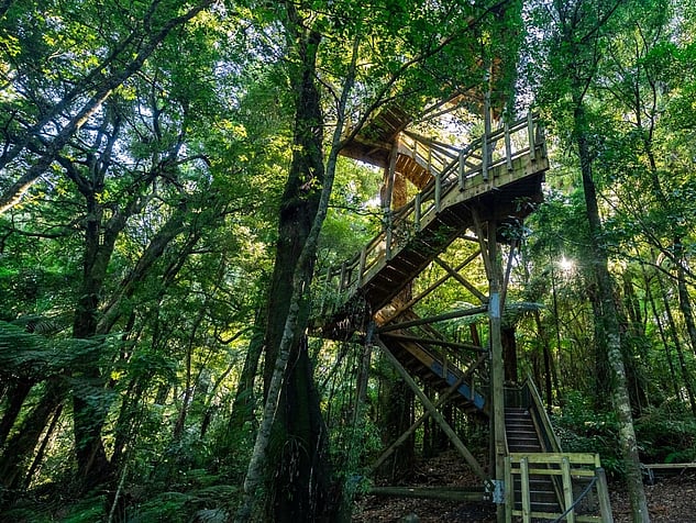 Viewing tower in the forest