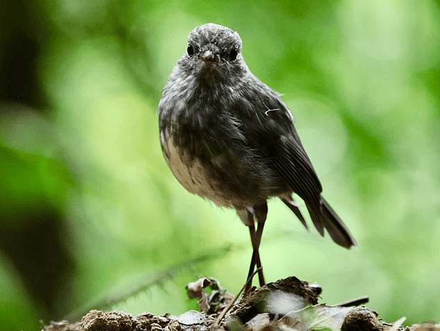 North Island Robin