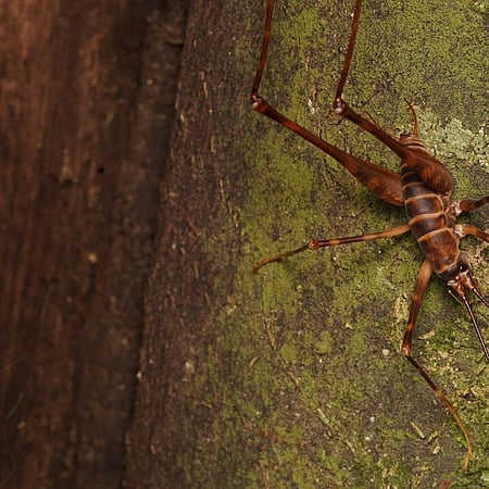 Cave Weta