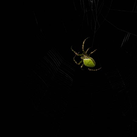 Green Orbweb Spider