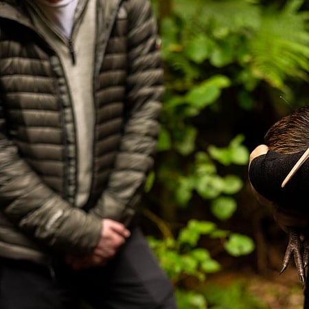 Sanctuary Mountain Kiwi