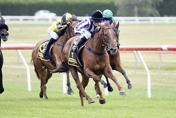 Mid Ocean will contest Saturday's Ancroft Developments (1400m) at Matamata - Photo: Kenton Wright (Race Images)