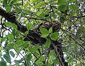 Keeping up-to-date with kākāpō