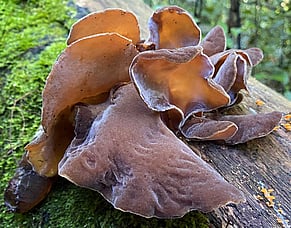 Fungal Foray on RNZ