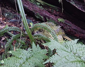 The Tale of Tracking Taeatanga