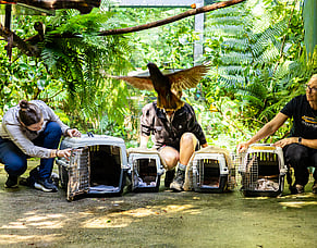 Young Kākā Join the Forest Whānau