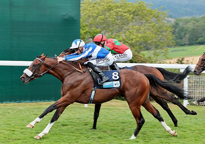 Group One performer The Foxes has joined the Novara Park Stud roster - Photo: supplied