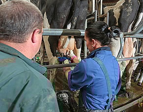 Improving milk quality