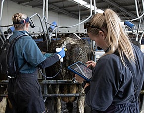 Analysing phantom cow results