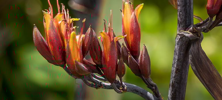 Link to order a gut cancer support care kit