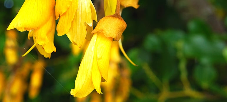 Link to support service directory page