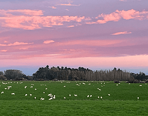 Prepping ewes for the winter