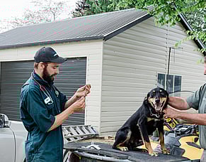 Protect your pack: Essential vaccinations for working dogs