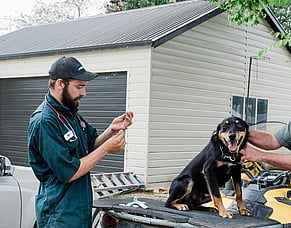 Protect your pack: Essential vaccinations for working dogs
